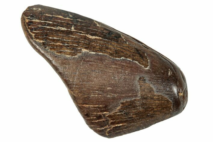 Tyrannosaur Tooth Tip - Judith River Formation #276481